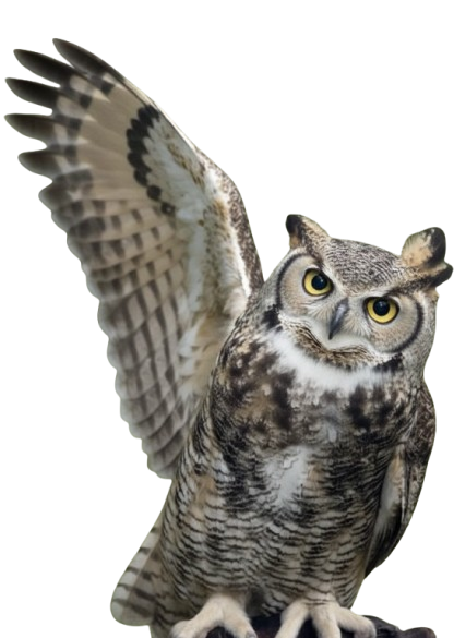 Kompara - asesor inteligente